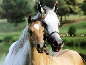 quelle beaux chevaux!!