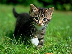 ptit chaton