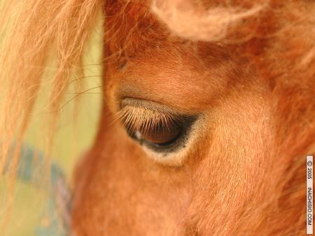 la tete d' un ptit shetland!!!!!