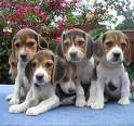 trop beau cela!!!!