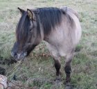 un poney courageux!!!lol